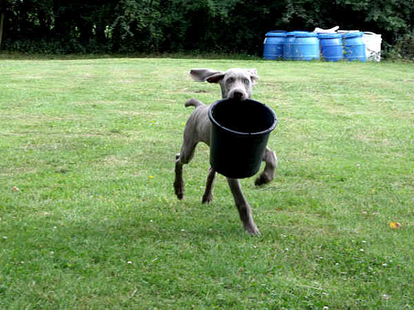 Stig & his Bucket03