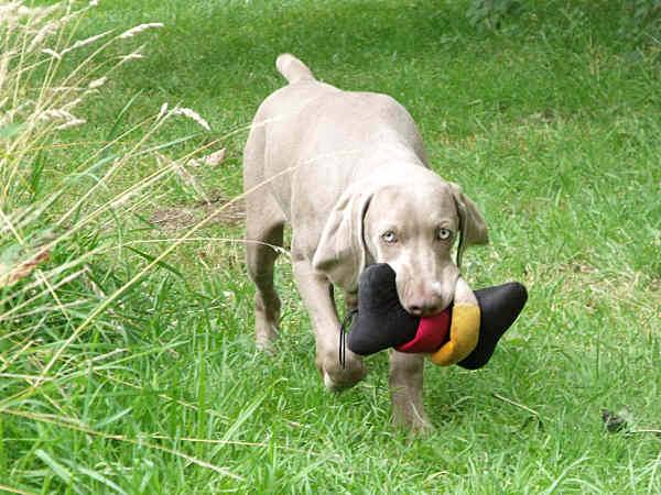 Stig and his Toy