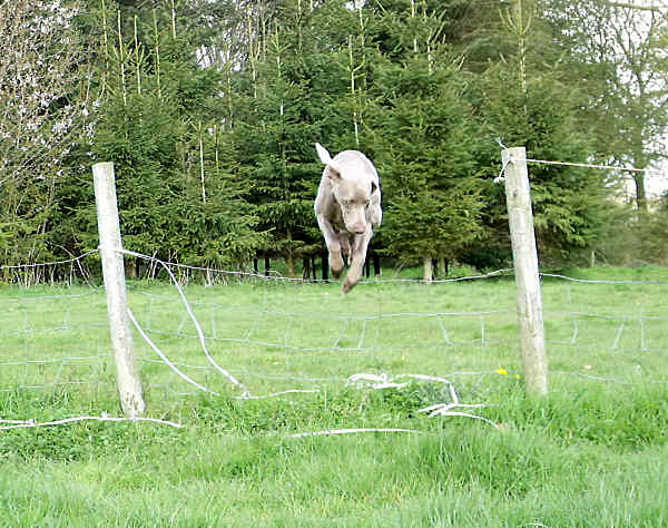 Stig jumping stock fence