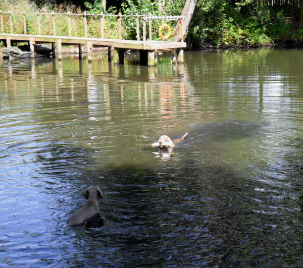 Stig learning to swim July 2011