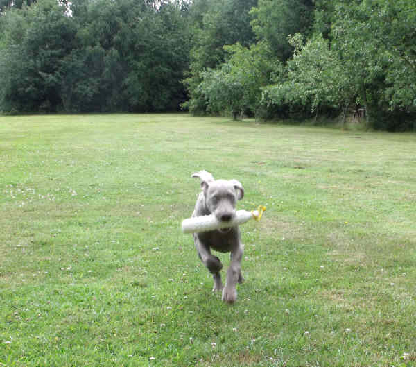 Stig with retrieve02