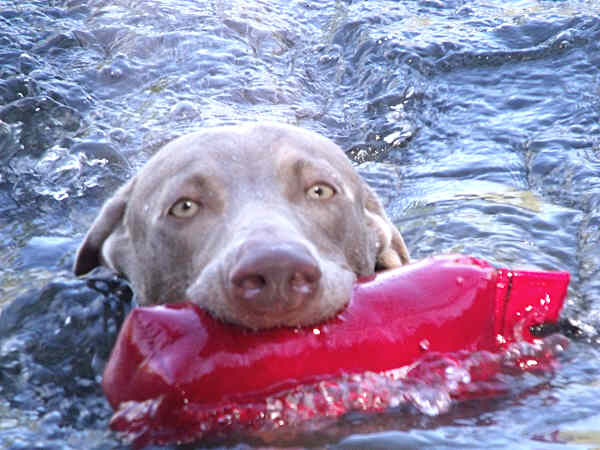 Stig with retrieve Head shot