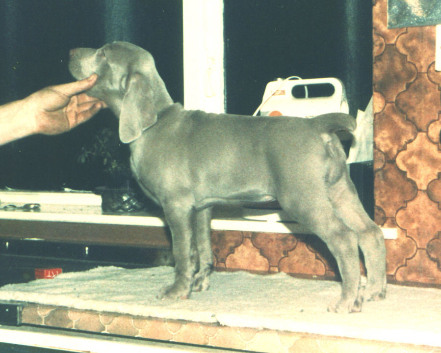 Tasha 6 Weks Tasha 6 Weks