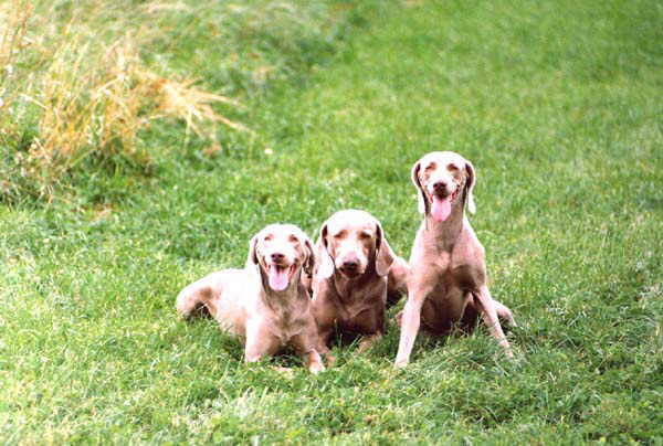 Tasha ,Solo & Zena V1 Tasha ,Solo & Zena V1