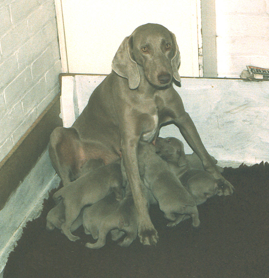 Tasha feeding 'C' Litter02