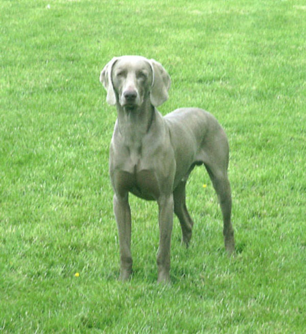 Vinnie in the Orchard 2