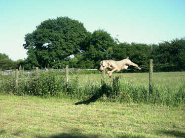 Zeb jumping the fence June 2008