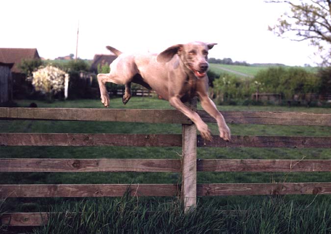 Zena_Jumping_the_top_fence_web