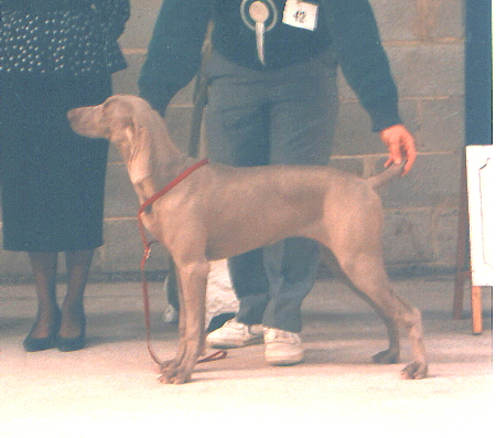 Dixie BPIS WCGB Open Show