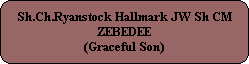 Sh.Ch.Ryanstock Hallmark JW Sh CM
ZEBEDEE
(Graceful Son)