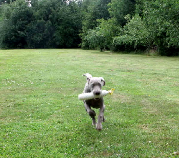 Stig with retrieve03