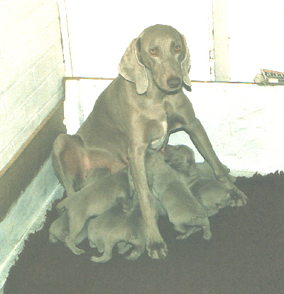 Tasha feeding 'C' Litter Tasha feeding 'C' Litter
